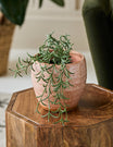 Peach Stoneware Flowerpot